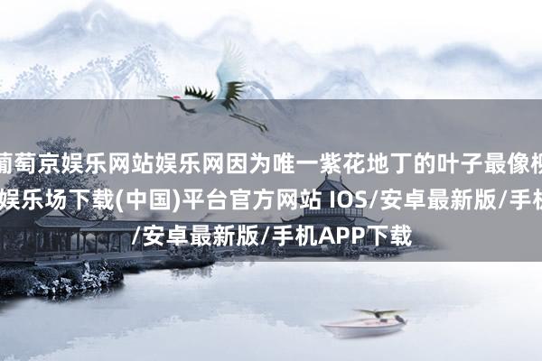 葡萄京娱乐网站娱乐网因为唯一紫花地丁的叶子最像柳叶-葡萄京娱乐场下载(中国)平台官方网站 IOS/安卓最新版/手机APP下载