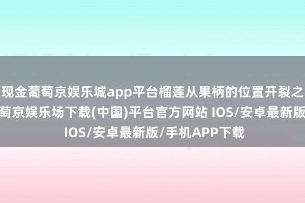现金葡萄京娱乐城app平台榴莲从果柄的位置开裂之后当然断开-葡萄京娱乐场下载(中国)平台官方网站 IOS/安卓最新版/手机APP下载