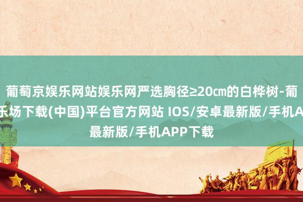 葡萄京娱乐网站娱乐网严选胸径≥20㎝的白桦树-葡萄京娱乐场下载(中国)平台官方网站 IOS/安卓最新版/手机APP下载
